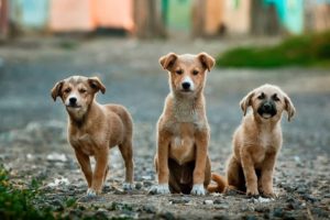 Dog Behaviors like Aggression and Fearfulness are linked to Breed Genetics- Finds Study