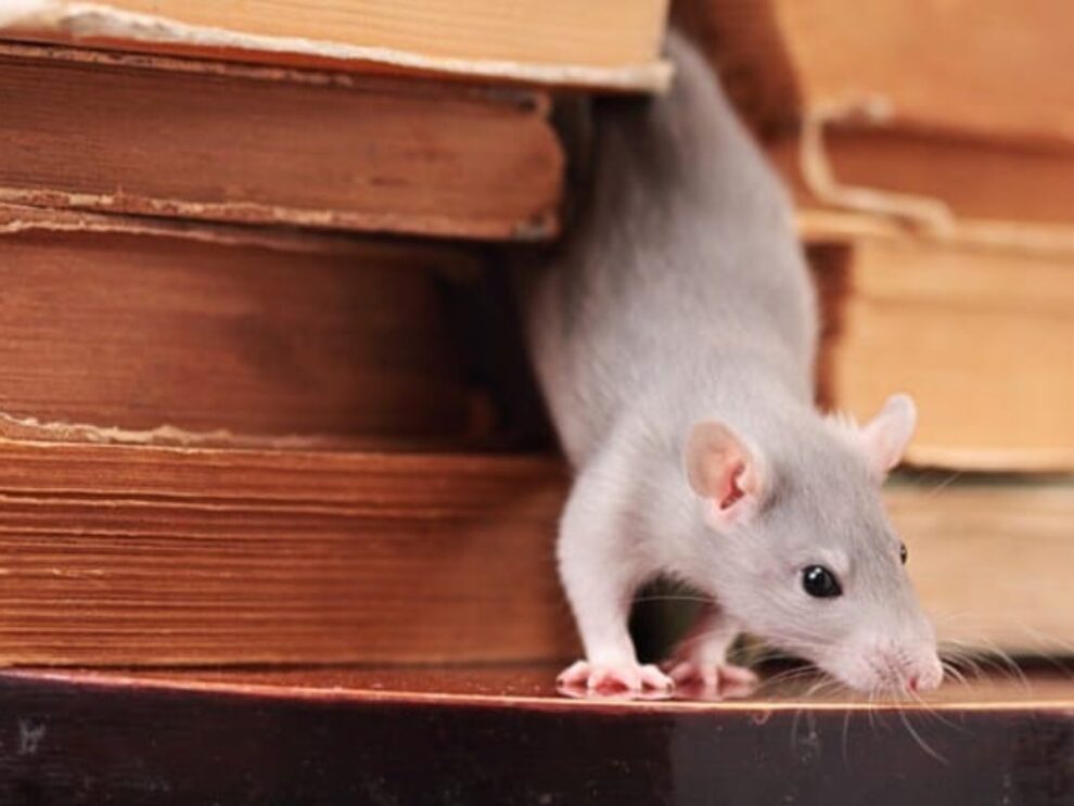 How to Tell If You Have a Rodent Infestation in Your Home