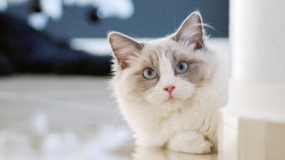 Do You Really Want a Ragdoll Cat Breed?
