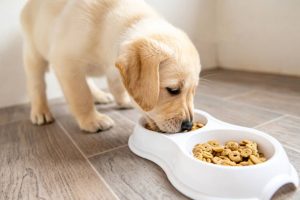 3 Tips for Improving Your Dog’s Diet