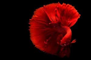 7 Things That You Need To Learn About Betta Fish Before Getting One