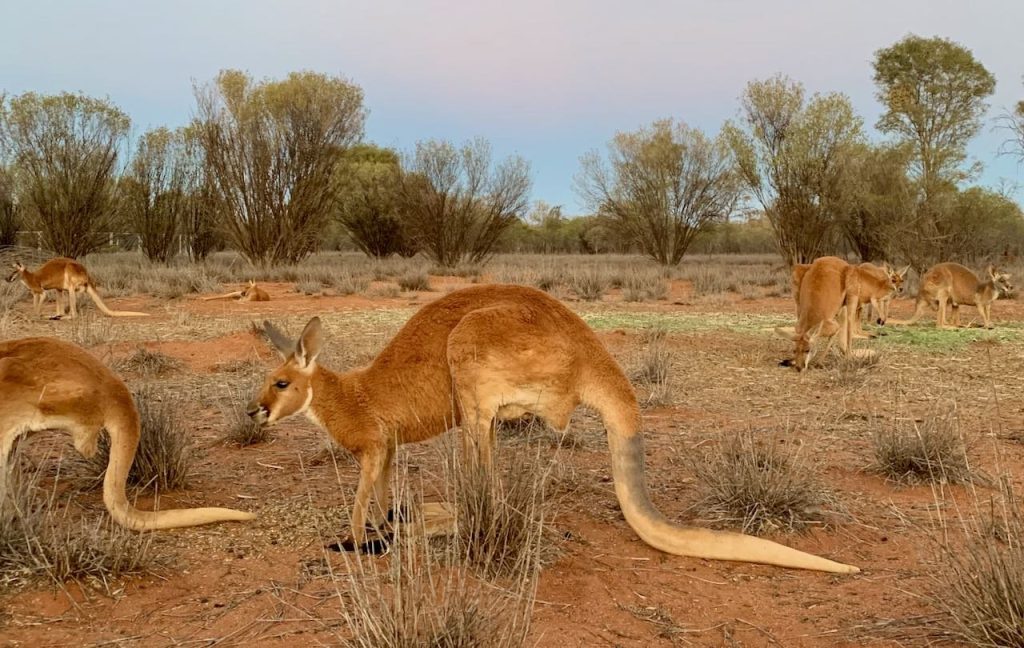 Australia's Kangaroo Sanctuary