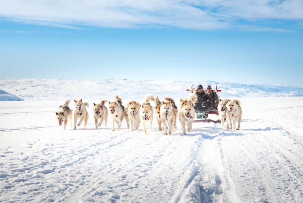 Sledding with dogs (Greenland)