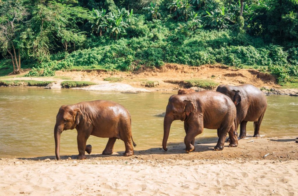 Thailand's Elephant Nature Park