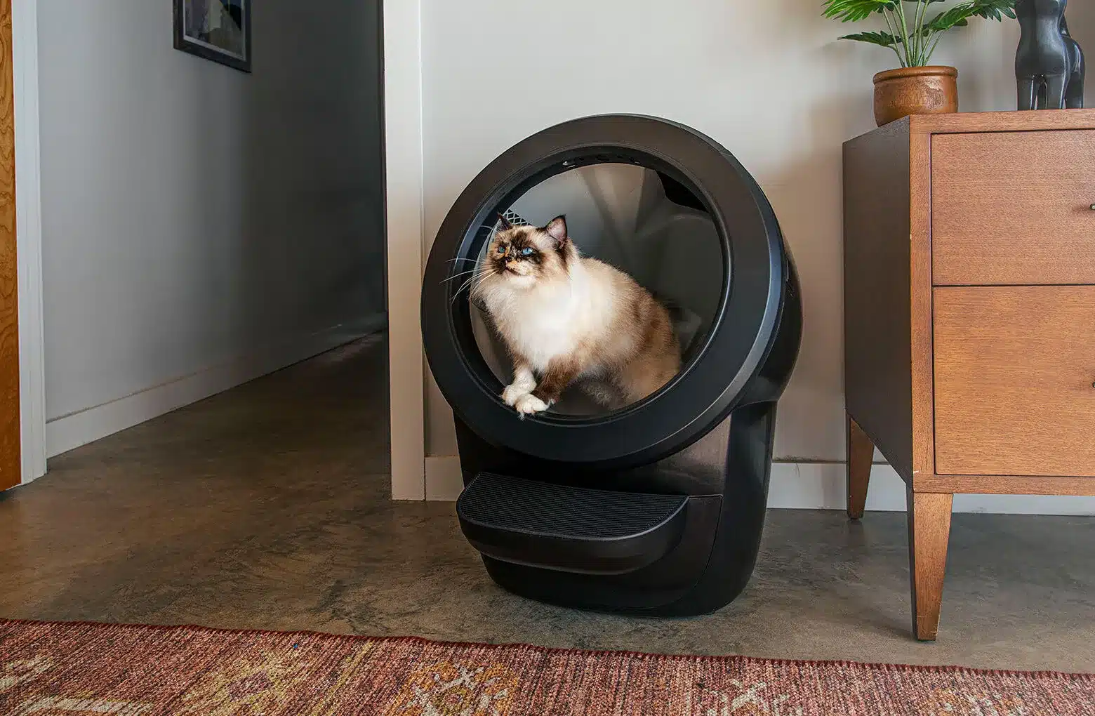 Litter Robot 4 Review: Would You Pay $699 for this Automated Litter Box?