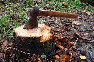 10 Reasons Why You Might Need to Cut Down Trees