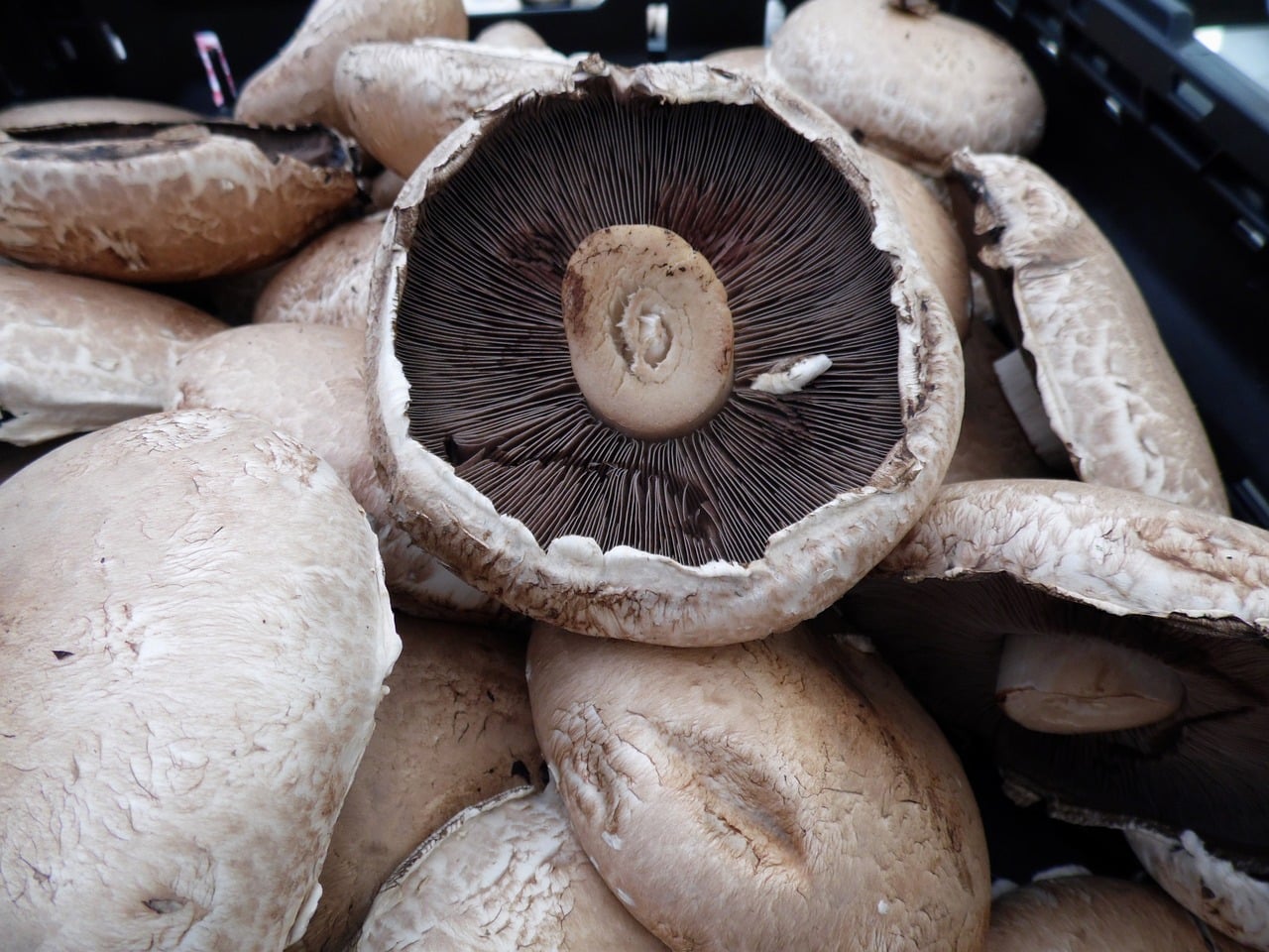 Are Mushrooms Healthy? 8 Negative Effects of Portobello Mushrooms