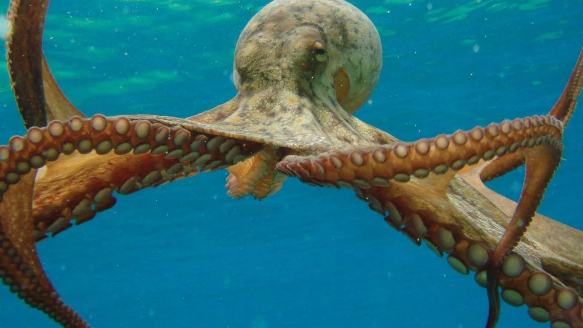 Octopuses is one of the Smartest Animals In The World
