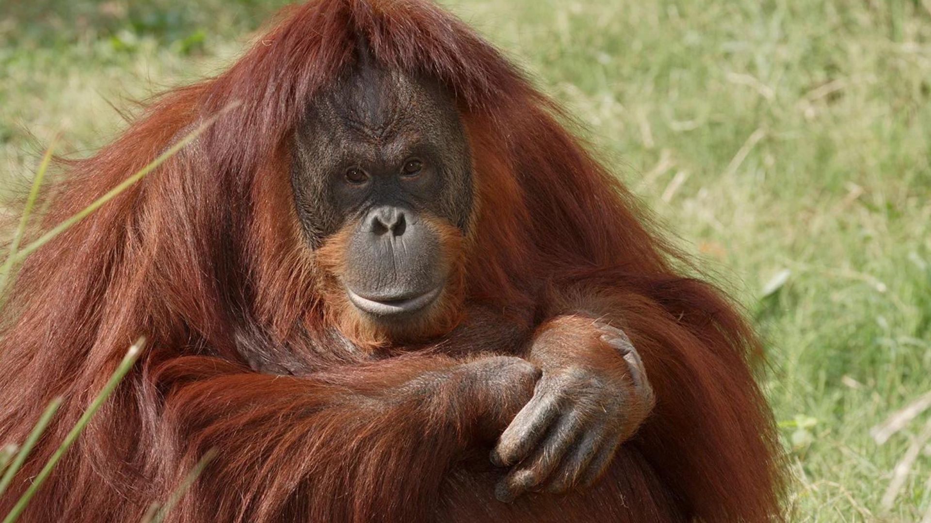 Orangutans is one of the Smartest Animals In The World