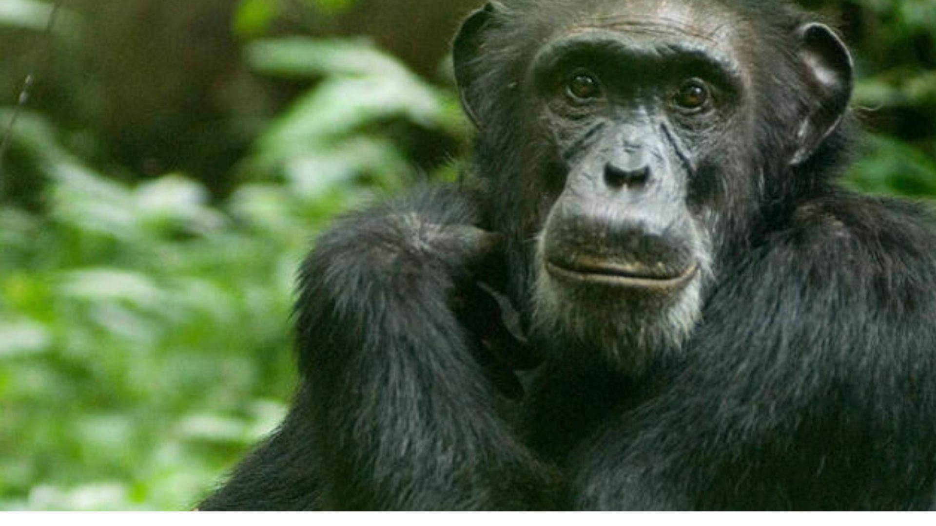 Chimpanzees is one of the Smartest Animals In The World