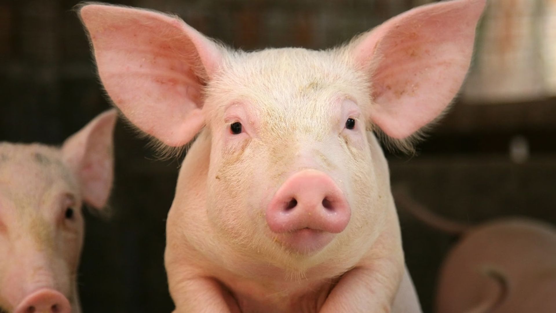 pig is one of the Smartest Animals In The World